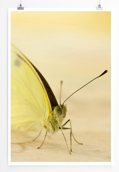 60x90cm Tierfotografie Poster Zartgelber Schmetterling vor Pastellhintergrund