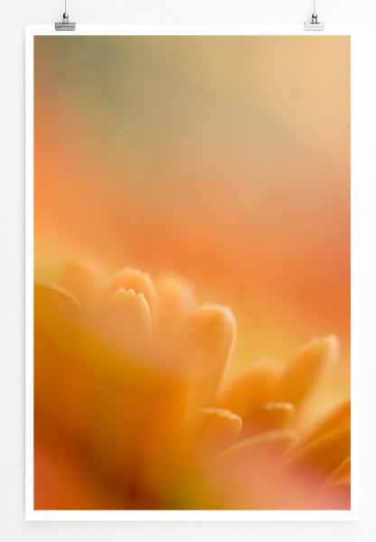 60x90cm Poster Naturfotografie  Orange Blütenblätter Sonnenblumen