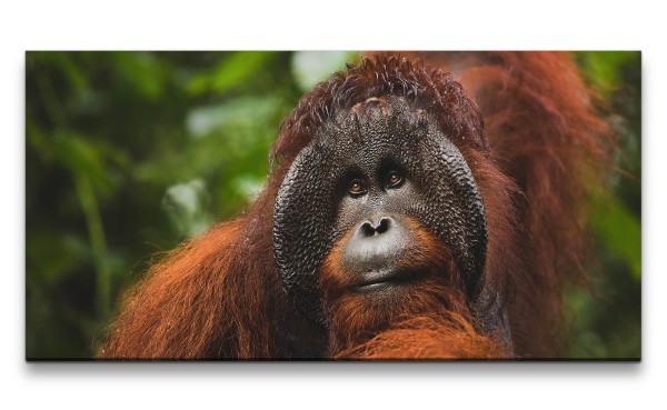 Leinwandbild 120x60cm Orang-Utan Affe Tierfotografie Dschungel Menschenaffe