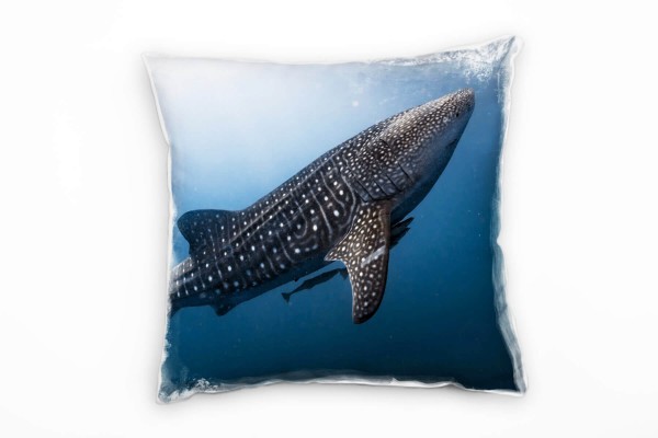 Tiere, Walhai, grau, blau Deko Kissen 40x40cm für Couch Sofa Lounge Zierkissen