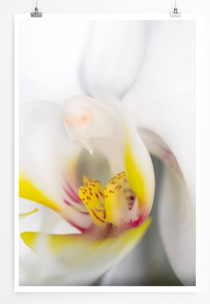 60x90cm Poster Naturfotografie  Weiße Orchidee