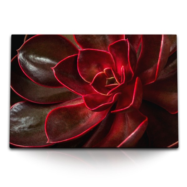 120x80cm Wandbild auf Leinwand Sukkulente Pflanze Makrofotografie Kunstvoll Rot