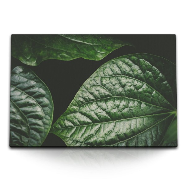 120x80cm Wandbild auf Leinwand Grüne Pflanzenblätter Natur Dunkel Kunstvoll