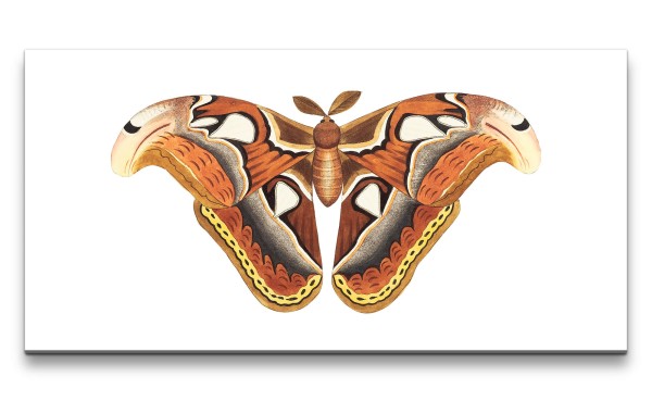 Remaster 120x60cm Farbenfroher Schmetterling Vintage Illustration Dekorativ