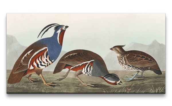 Remaster 120x60cm Kunstvolle Vintage Illustration von Vögel Exotisch Schön Natur Dekorativ
