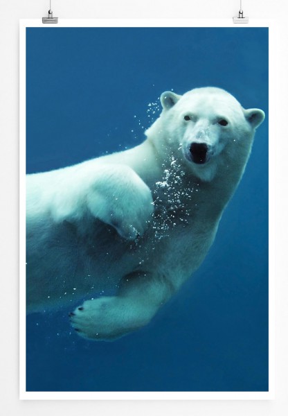 60x90cm Tierfotografie Poster Schwimmender Polarbär