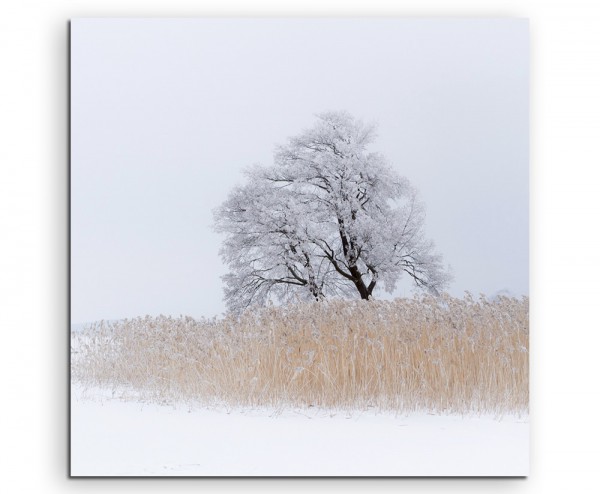 Landschaftsfotografie – Einsamer Baum am See auf Leinwand