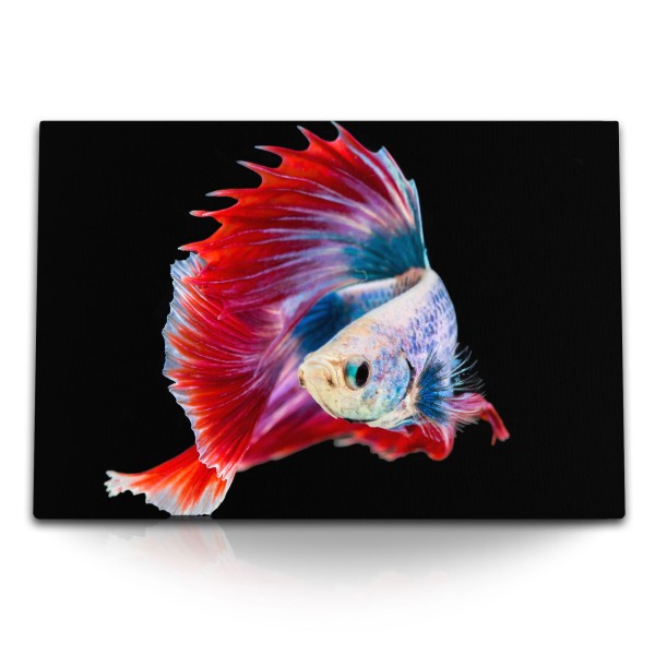120x80cm Wandbild auf Leinwand Aquarienfisch Kampffisch Bunt Farbenfroh schwarzer Hintergrund