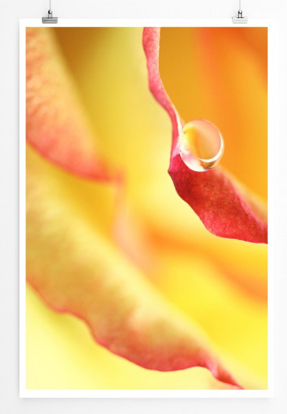 60x90cm Poster Naturfotografie  Gelbe Rose Großaufnahme