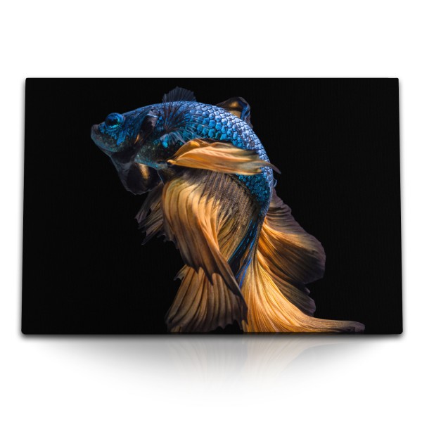 120x80cm Wandbild auf Leinwand Kampffisch Aquarienfisch Tierfotografie schwarzer Hintergrund