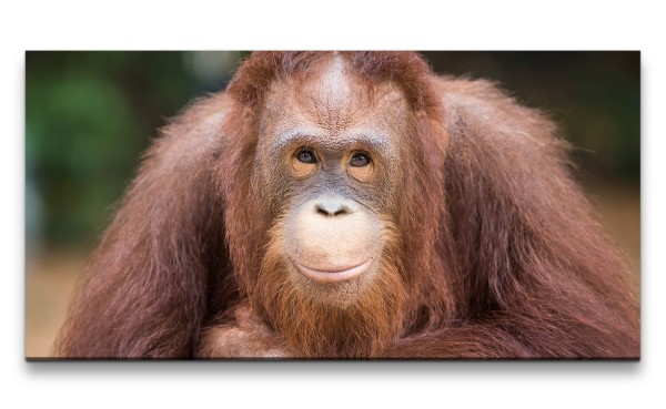 Leinwandbild 120x60cm Orang-Utan Affe Freundlich Menschenaffe Tier Nett