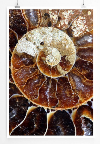 Ammonit Fossil 60x90cm Poster